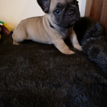 Chiot De Race A Vendre En Nouvelle Aquitaine Chien Et Chiot Com