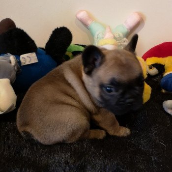 RINGO STAR Mâle Bouledogue francais