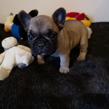 Chiot De Race A Vendre En Nouvelle Aquitaine Chien Et Chiot Com