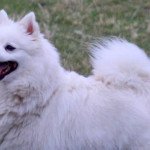 Jenesys Femelle Spitz allemand Jenesys Femelle Spitz allemand