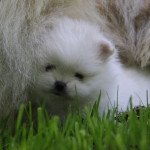 Ukleïtia de Karantez Femelle Spitz allemand Ukleïtia de Karantez Femelle Spitz allemand