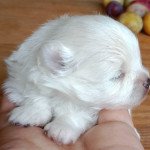 Üsantaell de Karantez Femelle Spitz allemand Üsantaell de Karantez Femelle Spitz allemand