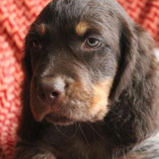 ASPEN Femelle Epagneul picard