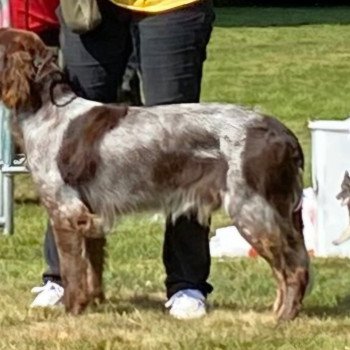 VLAD Mâle Epagneul picard