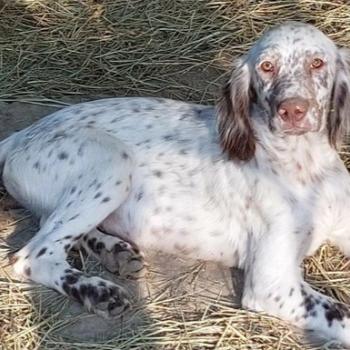 ADONIS Mâle Setter anglais