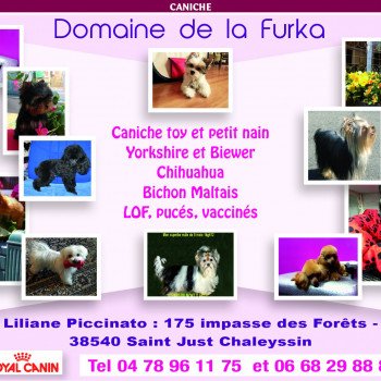 Élevages de chiens pure race Auvergne-Rhône-Alpes chien-et-chiot.com