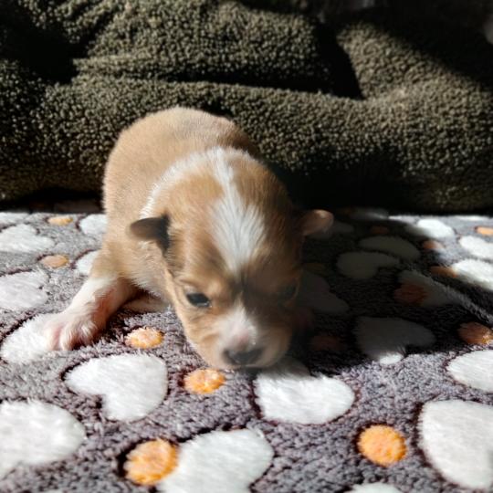 Brownie Mâle Spitz allemand