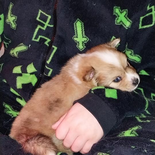 chiot Spitz allemand Merle rouge Brownie Elevage de la Jambière  