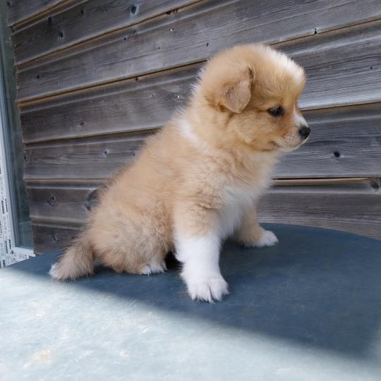 chiot Spitz allemand Merle rouge Brownie Elevage de la Jambière  