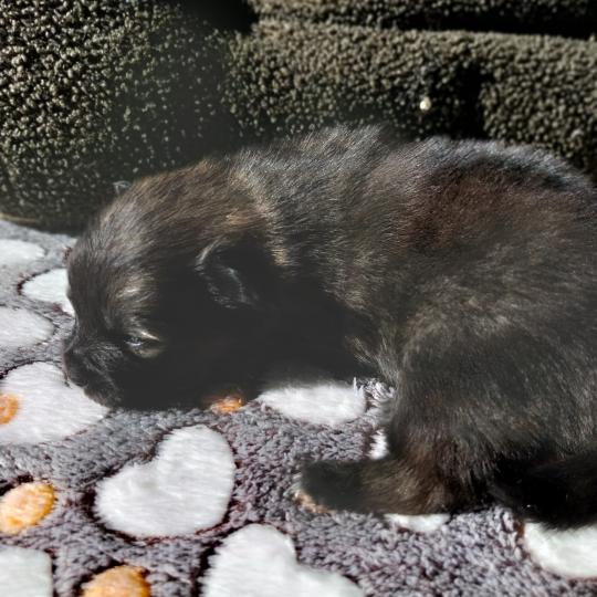 Brooklyn Femelle Spitz allemand