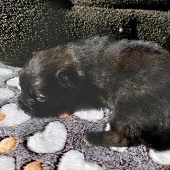 Brooklyn Femelle Spitz allemand