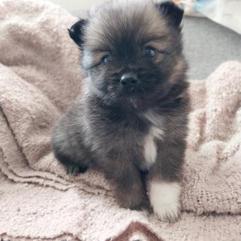 Brooklyn Femelle Spitz allemand