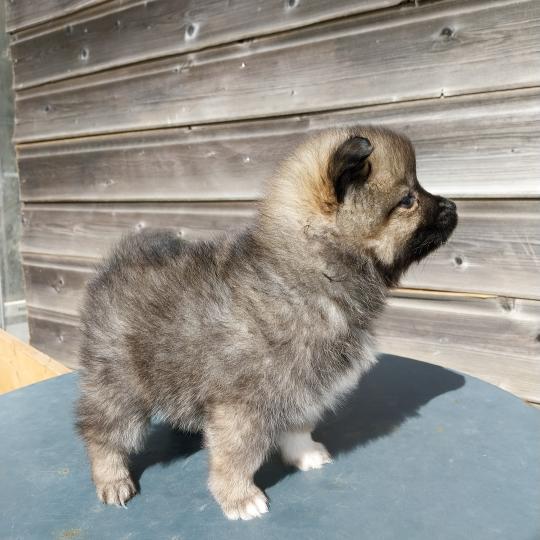 Brooklyn Femelle Spitz allemand