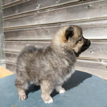 Brooklyn Femelle Spitz allemand