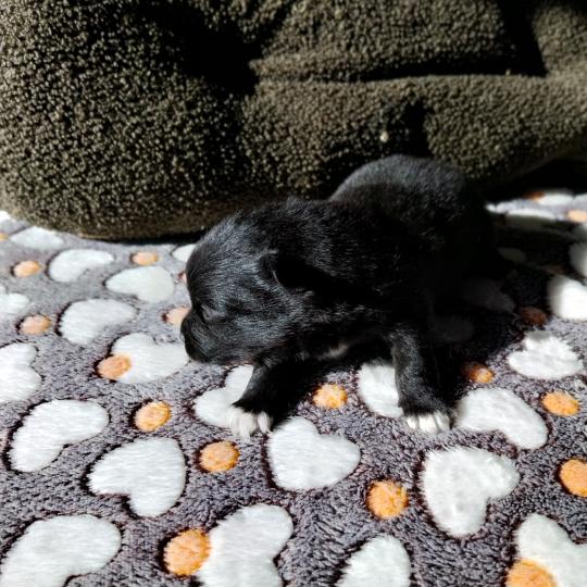 Balto Mâle Spitz allemand