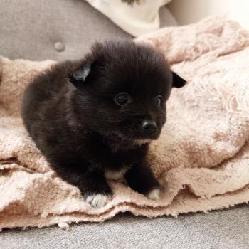 Balto Mâle Spitz allemand