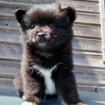 Balto Mâle Spitz allemand
