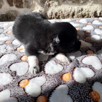 Boston Mâle Spitz allemand