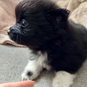 Boston Mâle Spitz allemand