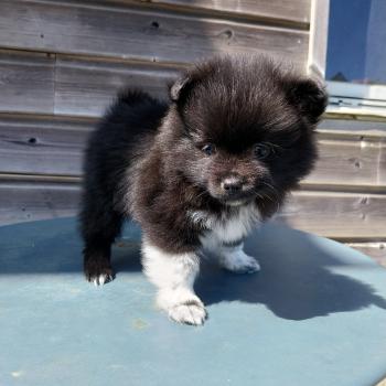 Boston Mâle Spitz allemand