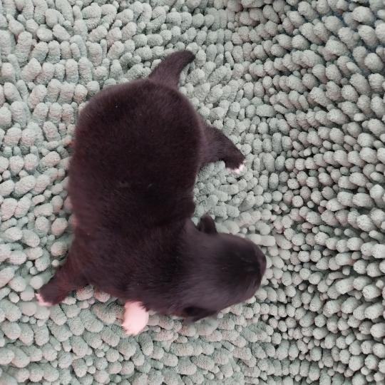 Brindille Femelle Spitz allemand