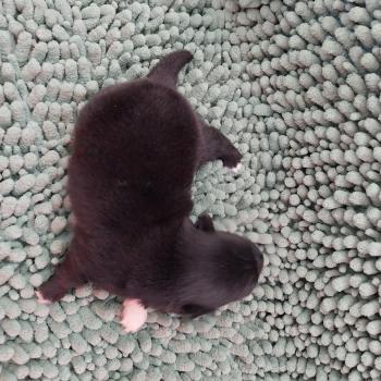 Brindille Femelle Spitz allemand