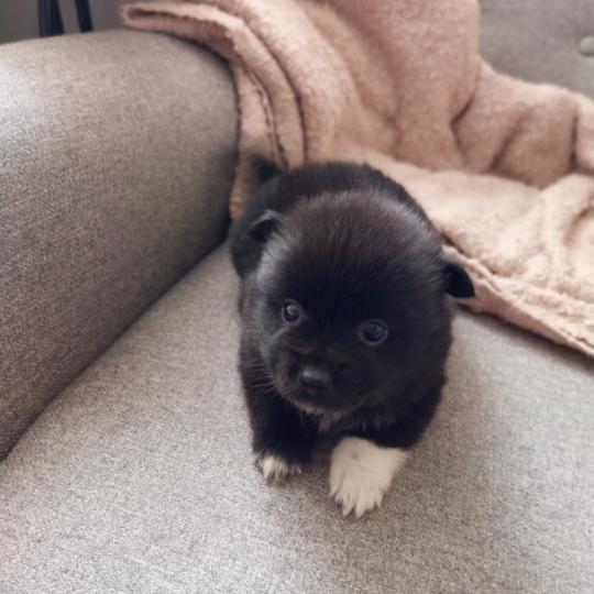 chiot Spitz allemand Noir Brindille Elevage de la Jambière  