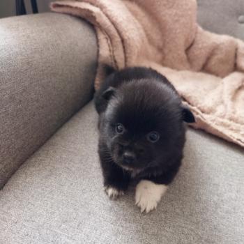 Brindille Femelle Spitz allemand