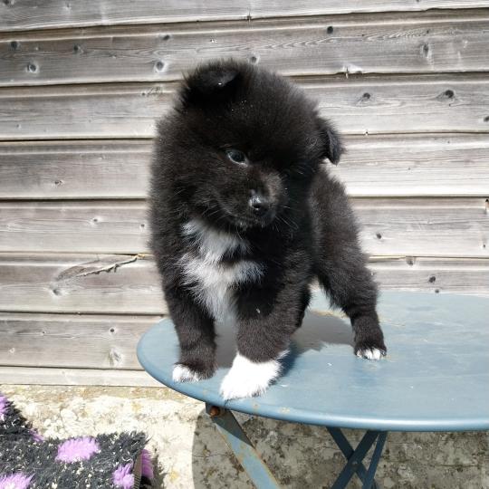 chiot Spitz allemand Noir Brindille Elevage de la Jambière  