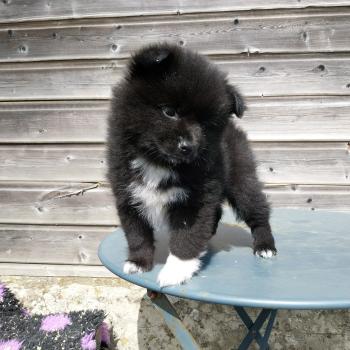 Brindille Femelle Spitz allemand