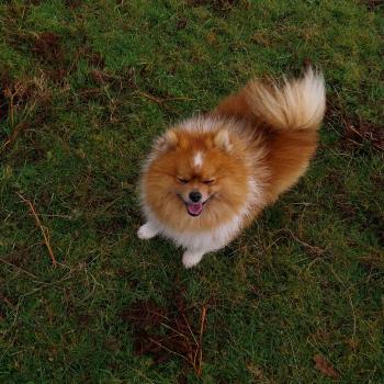 Volt Mâle Spitz allemand