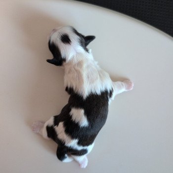 251223-M1 Mâle Shih tzu