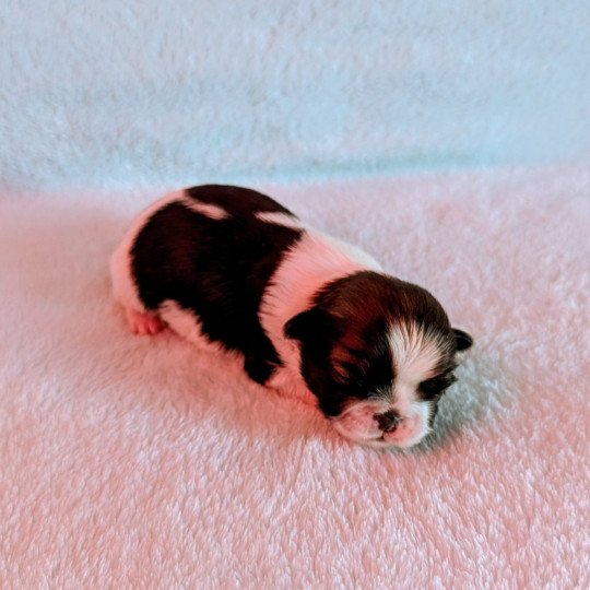 Poppy Femelle Shih tzu