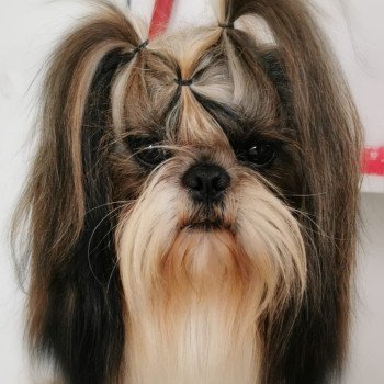 TWILIGHT Mâle Shih tzu