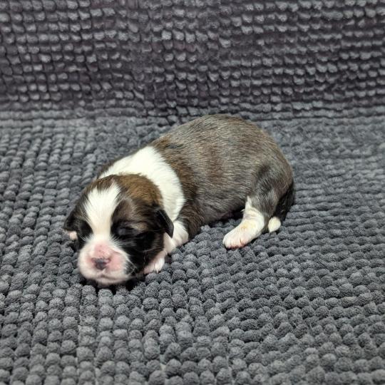 260126-F1 Femelle Welsh corgi pembroke