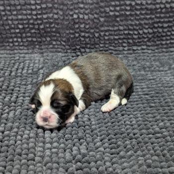 260126-F1 Femelle Welsh corgi pembroke