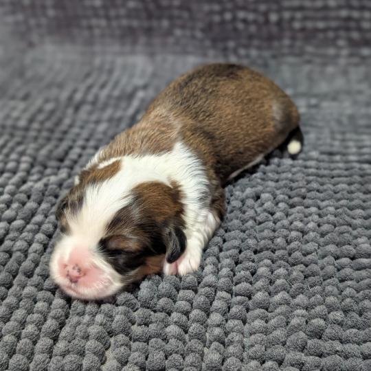 260126-F2 Femelle Welsh corgi pembroke