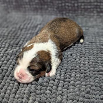 260126-F2 Femelle Welsh corgi pembroke