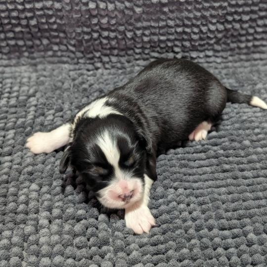 260126-M1 Mâle Welsh corgi pembroke