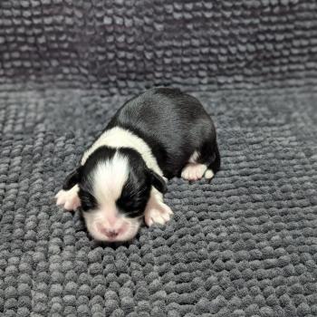 260126-M2 Mâle Welsh corgi pembroke