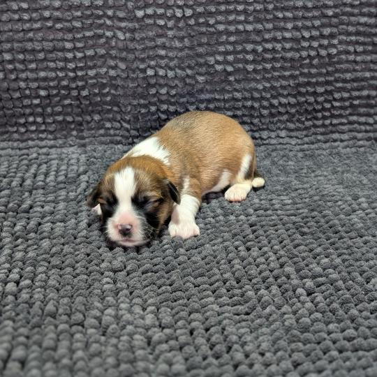 260126-M4 Mâle Welsh corgi pembroke