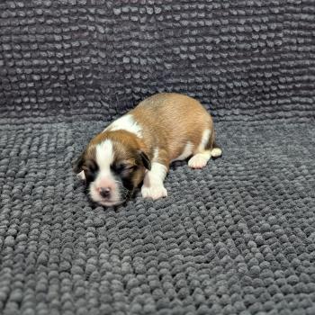 260126-M4 Mâle Welsh corgi pembroke