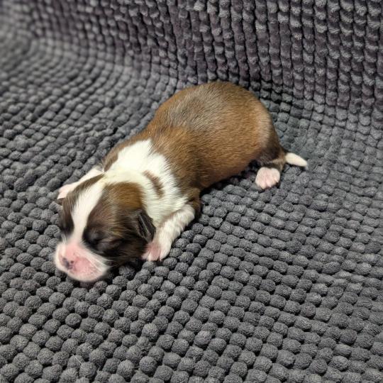 260126-M5 Mâle Welsh corgi pembroke