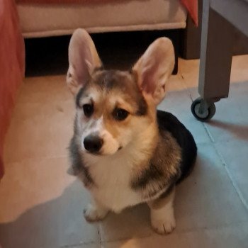 VROUM Mâle Welsh corgi pembroke