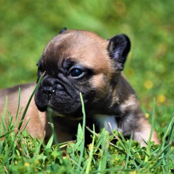 R Femelle Bouledogue francais