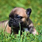 R Femelle Bouledogue francais R Femelle Bouledogue francais