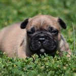 raiko Mâle Bouledogue francais raiko Mâle Bouledogue francais