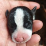 F1 Femelle Staffordshire bull terrier F1 Femelle Staffordshire bull terrier