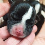 Femelle 2 Femelle Staffordshire bull terrier Femelle 2 Femelle Staffordshire bull terrier