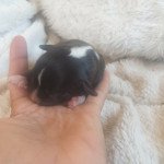 Femelle 3 Femelle Staffordshire bull terrier Femelle 3 Femelle Staffordshire bull terrier